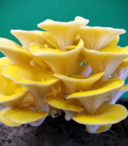 Boczniak cytrynowy