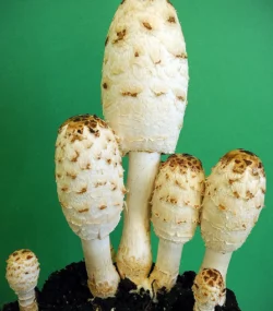 Czernidłak kołpakowaty